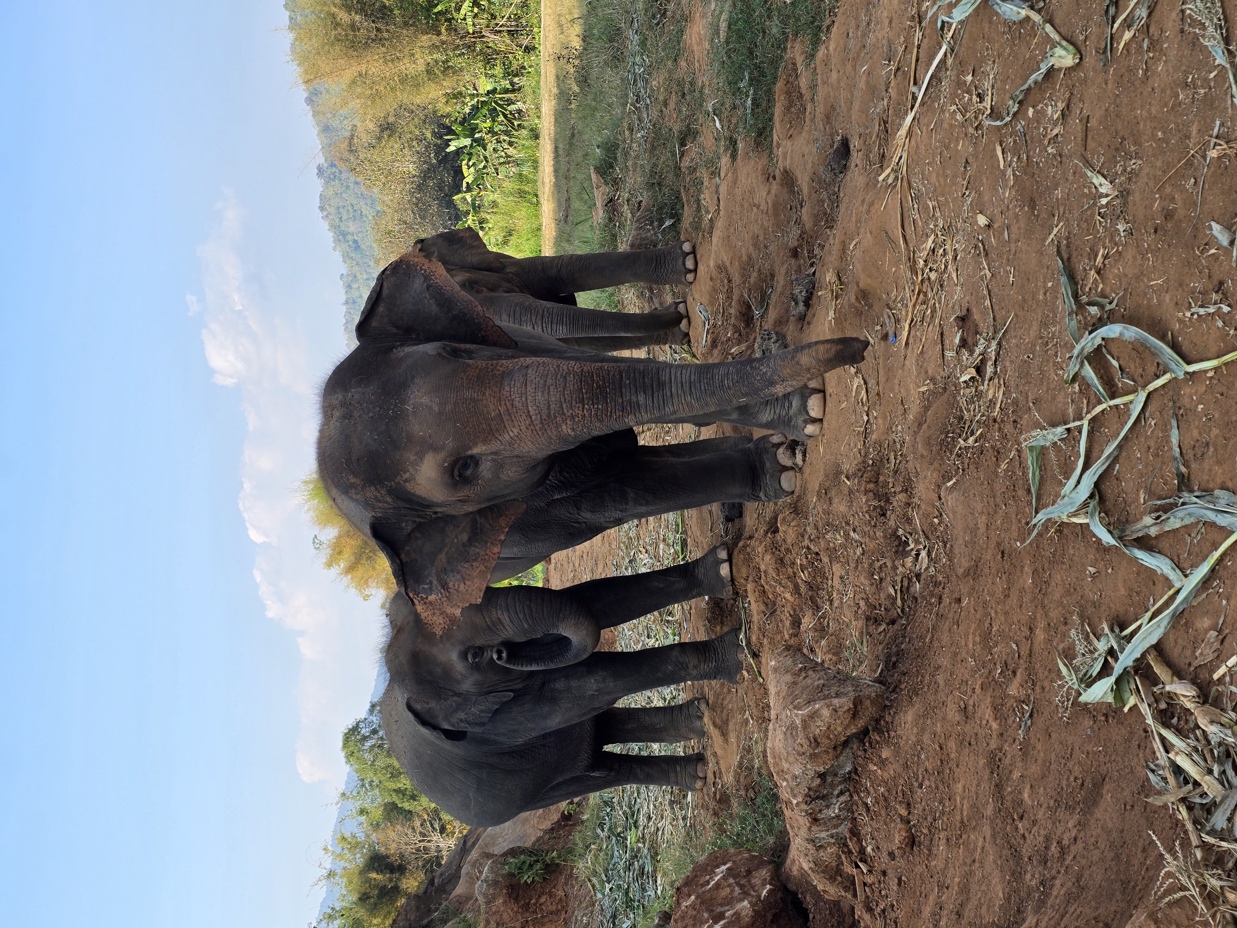 Chiang Mai elephant tour - feeding elephants