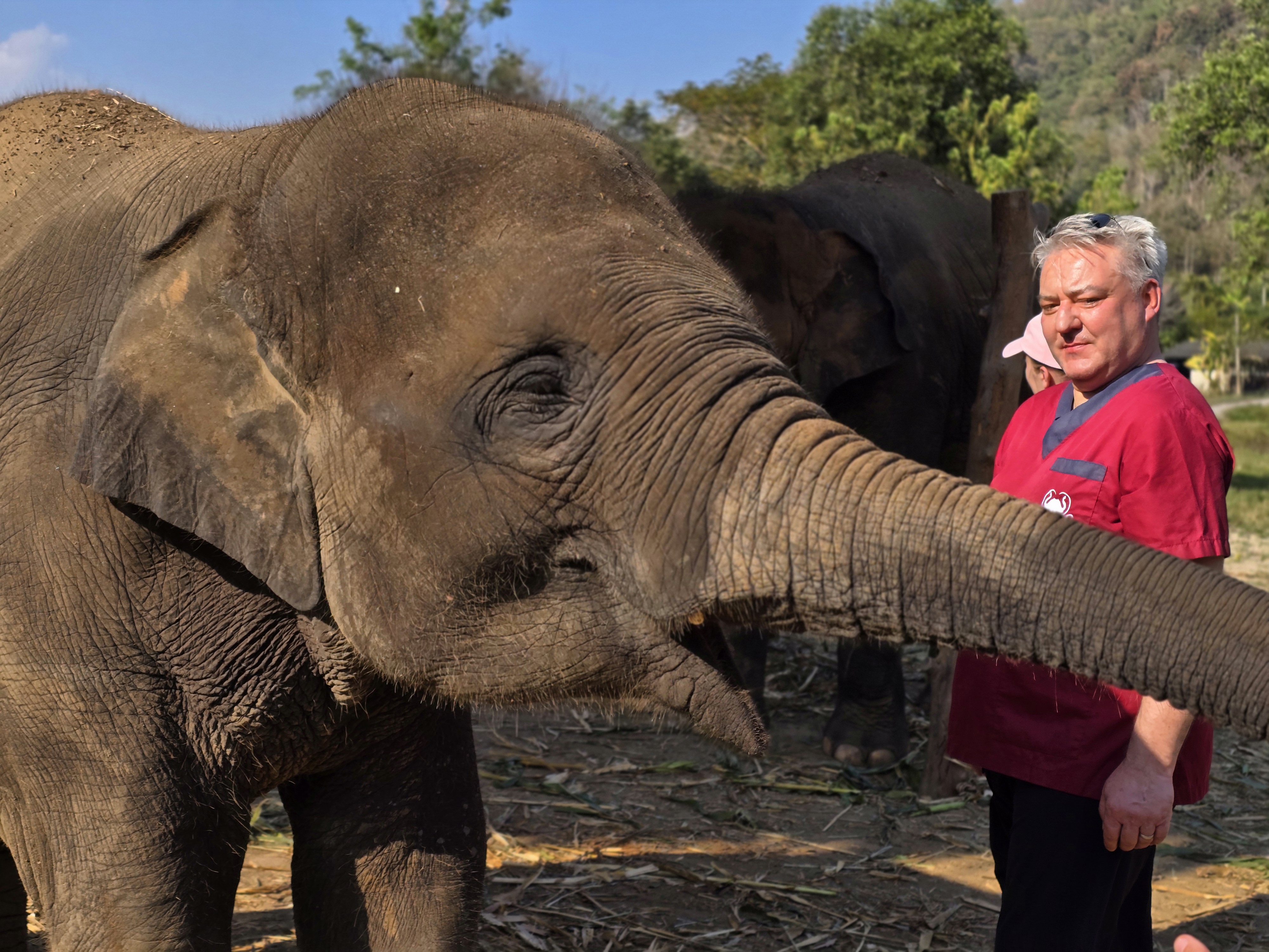 Elephant experience