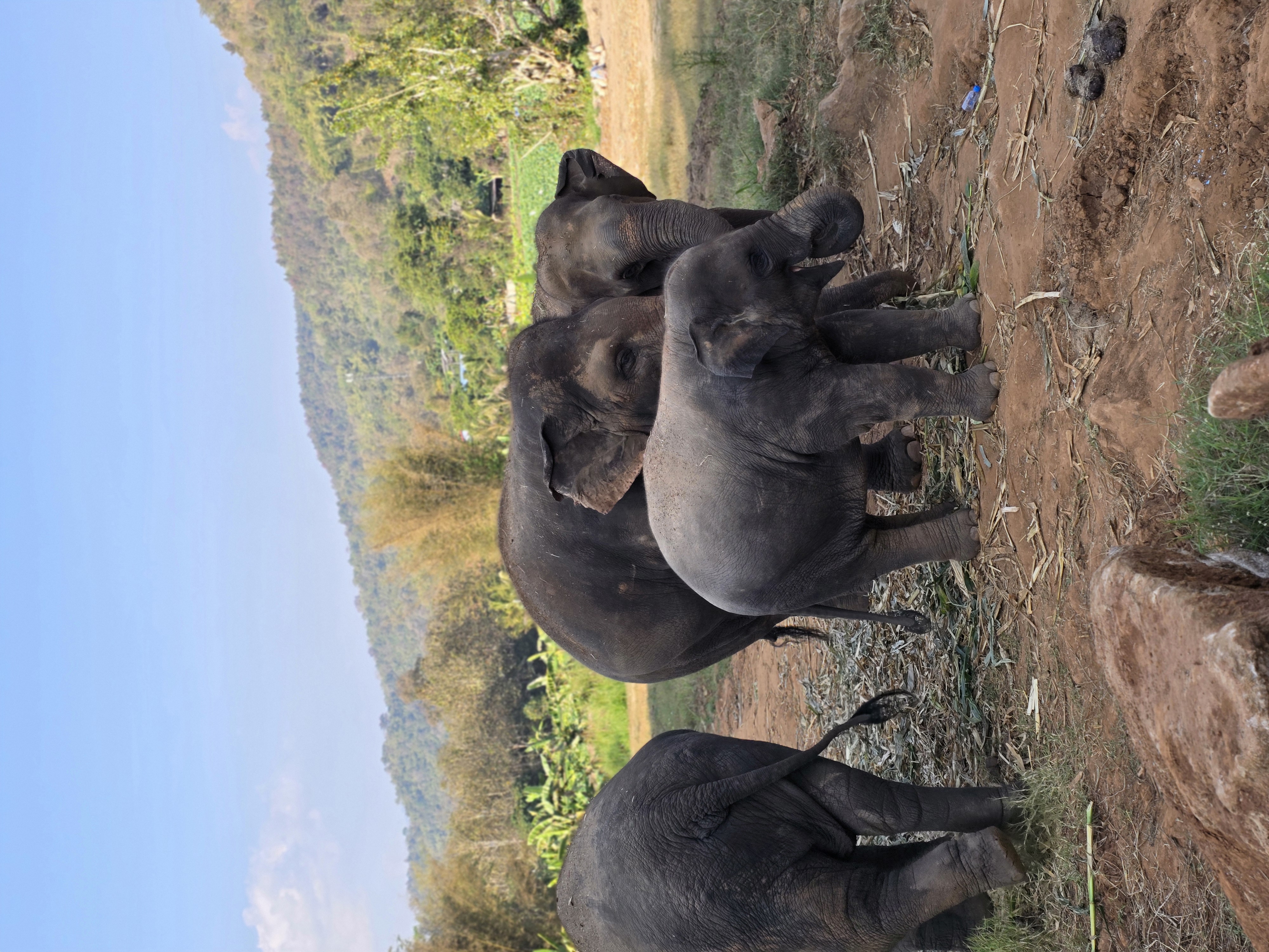Ethical elephant sanctuary Thailand - walking with elephants