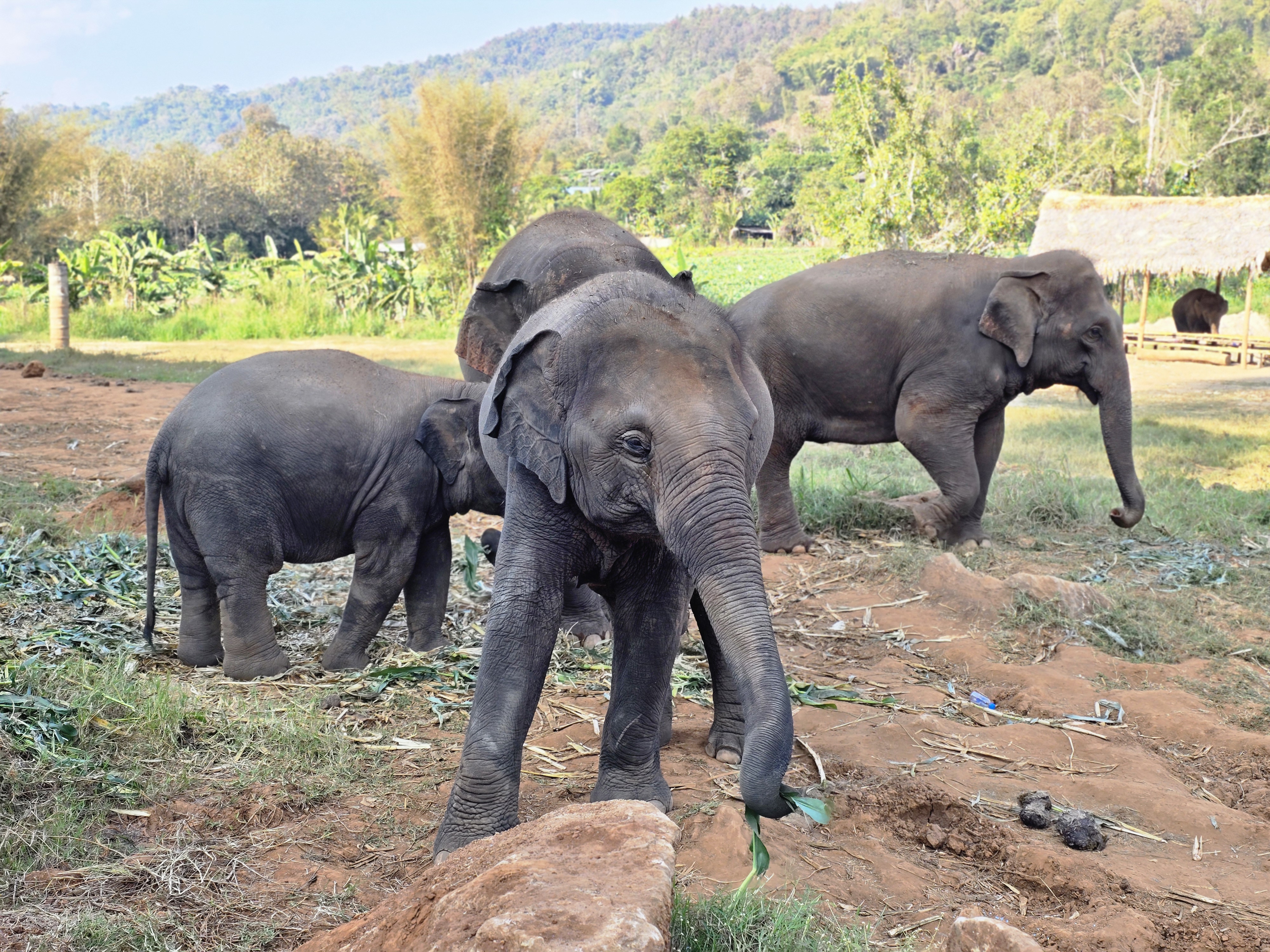 Elephant experience
