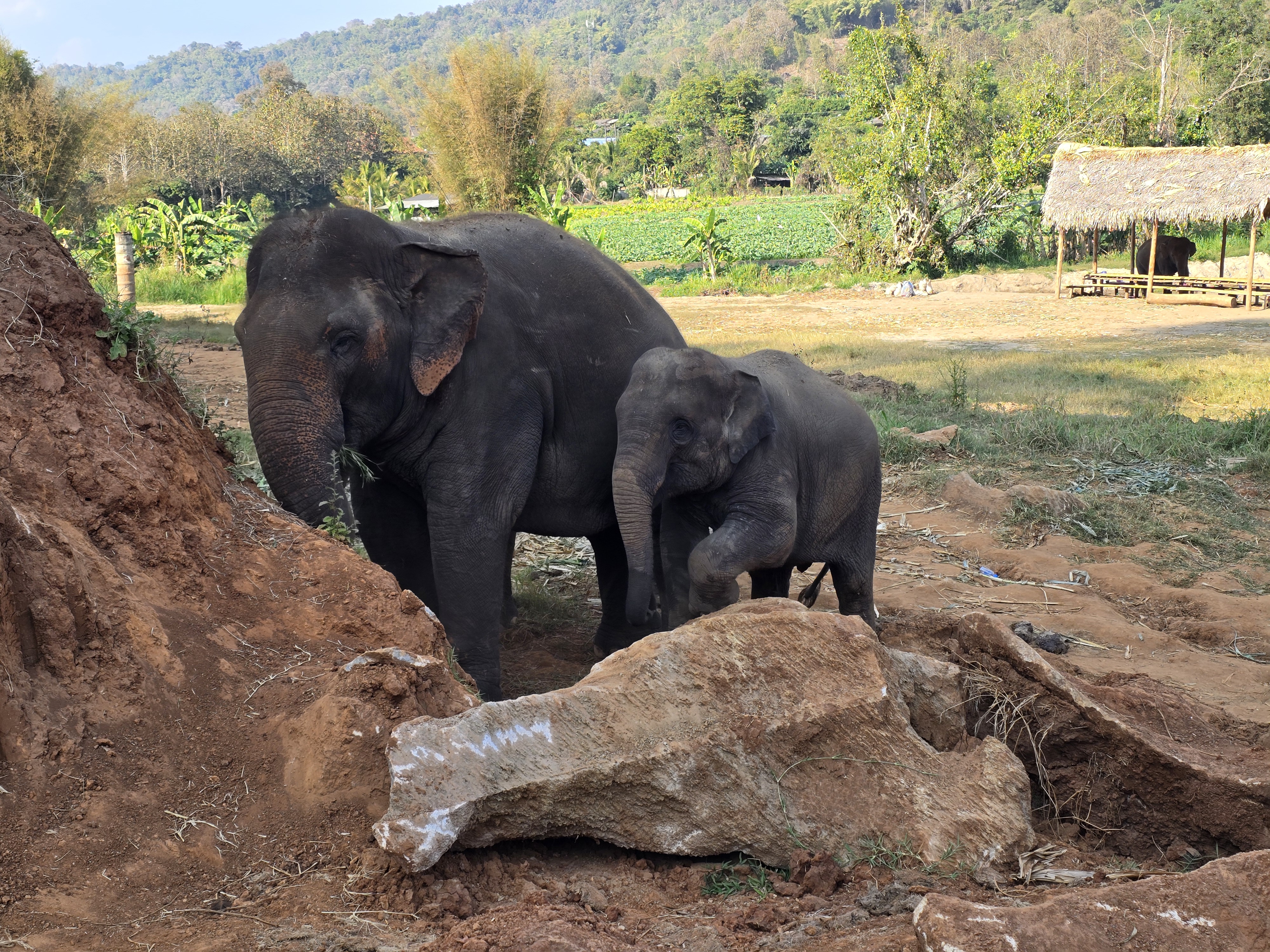 Elephant experience