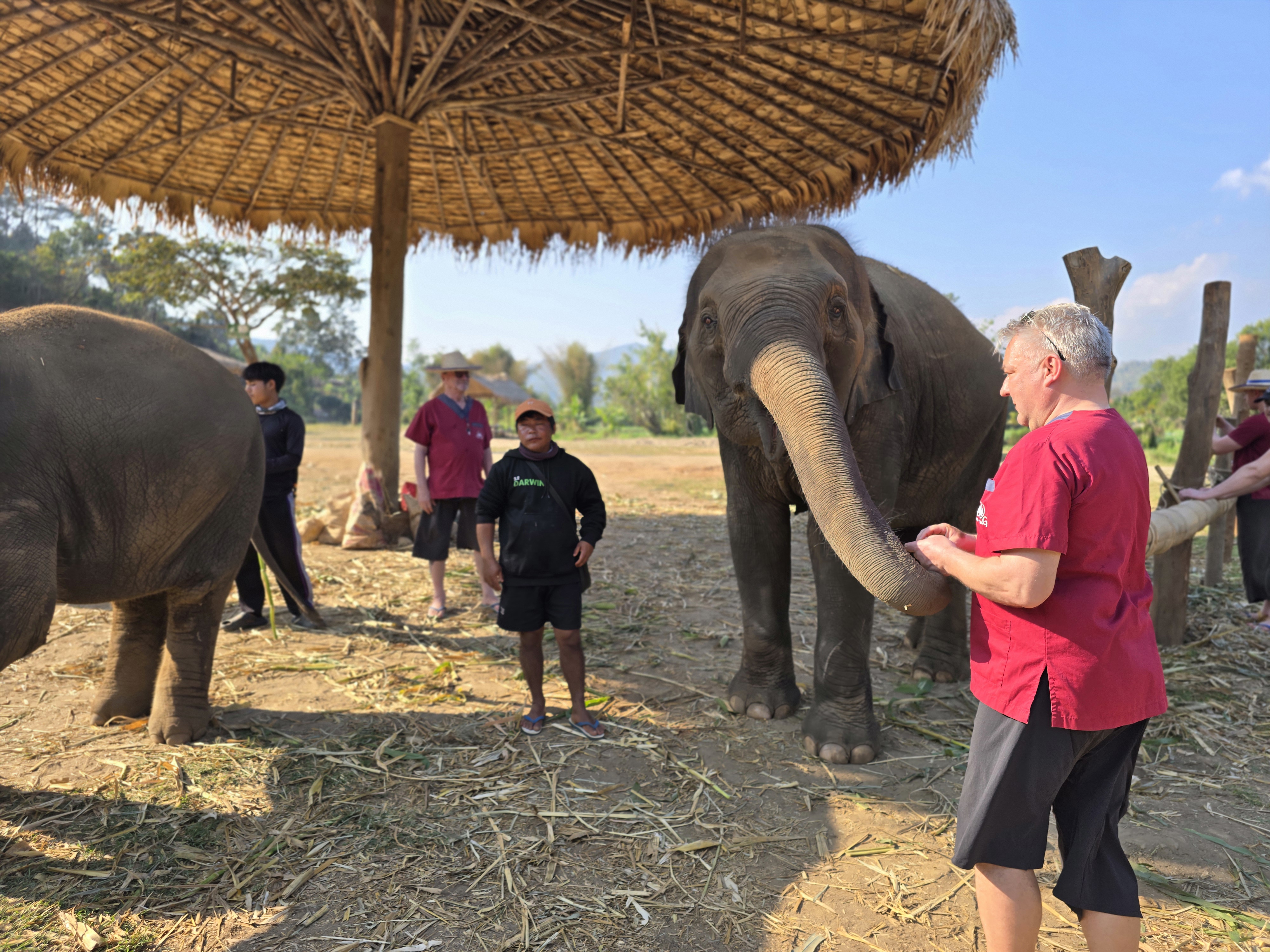 Elephant experience