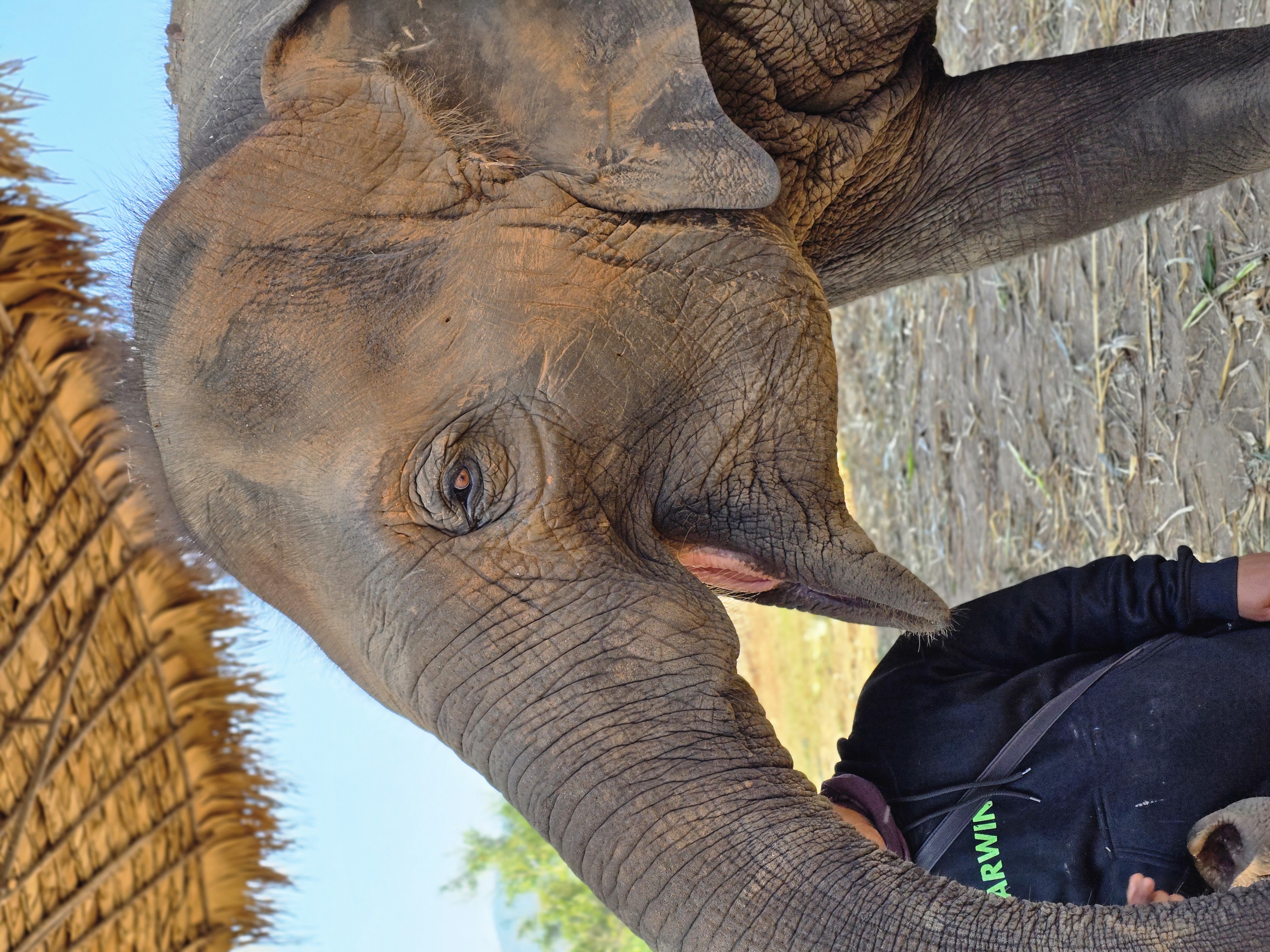 Best elephant sanctuary Chiang Mai - ethical elephant experience