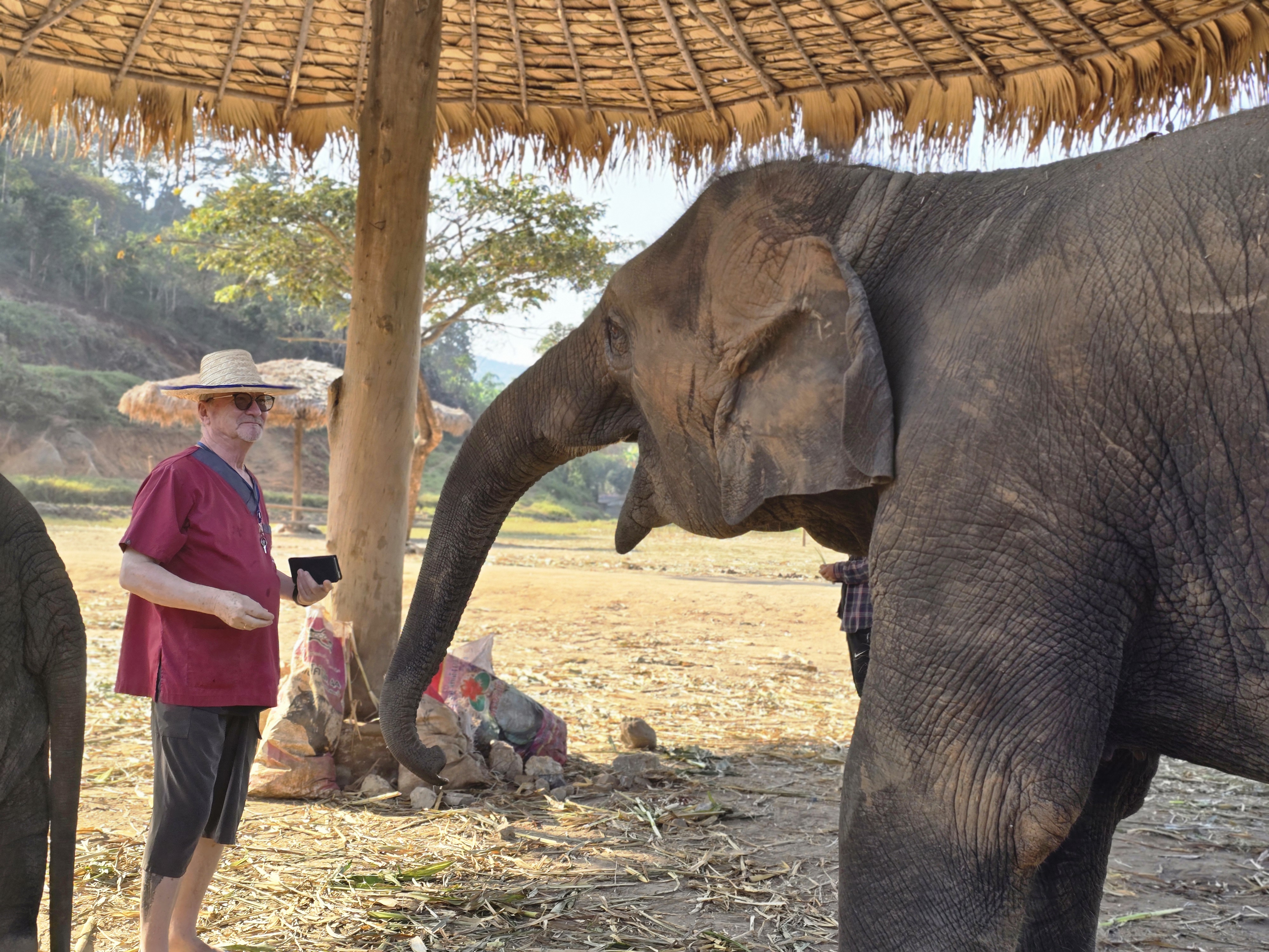Elephant experience